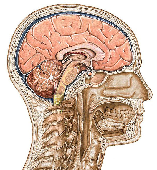 Understanding Hormonal Migraines and Managing Menstrual Migraines with Prophylaxis